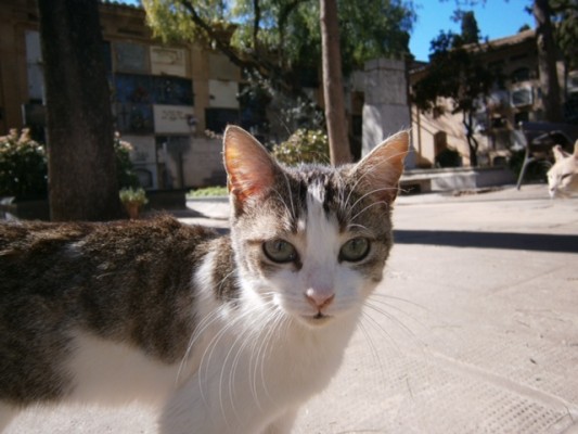 Los gatos del cementerio