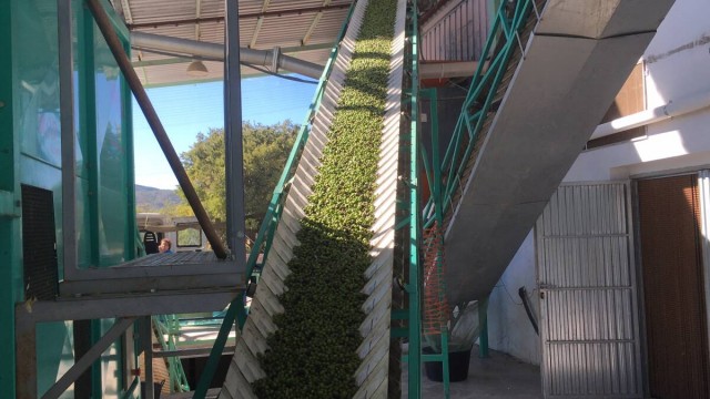 La cooperativa San Isidro de Segorbe aplaza la inversión en su almazara por la falta de producto