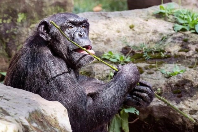 Más de 450 primates y felinos rescatados en un centro de Villena que cumple 15 años
