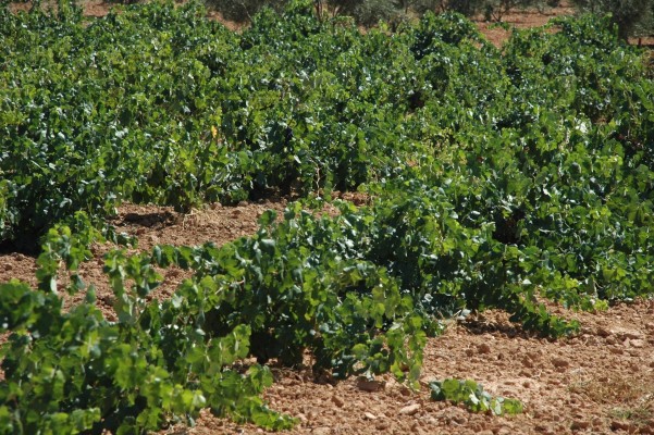 Agricultura destina 1,2 millones para la promoción y certificación de los consejos reguladores