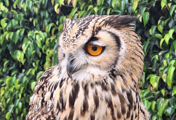 Terra Natura Benidorm incorpora dos búhos de Bengala a su demostración educativa de aves rapaces