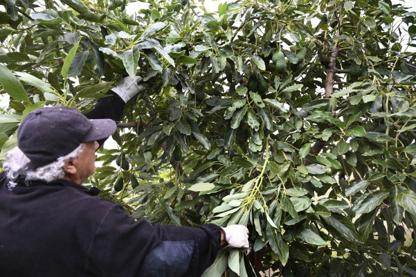 Arranca en Castellón la recolección del cultivo de moda: el aguacate se vende a 2,70 € el kilo