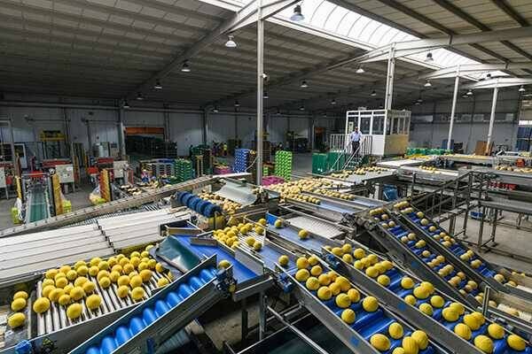 Fruca Marketing eleva un 28% sus ventas y alcanza la cota de los 180 millones de euros