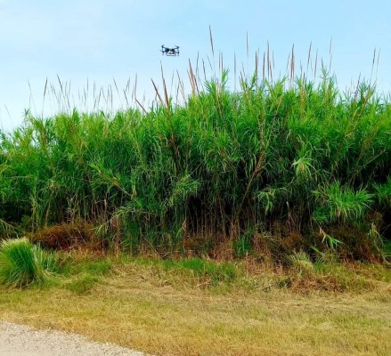 Tavernes de la Valldigna fumiga contra els mosquits en la platja, els ullals i el riu Vaca