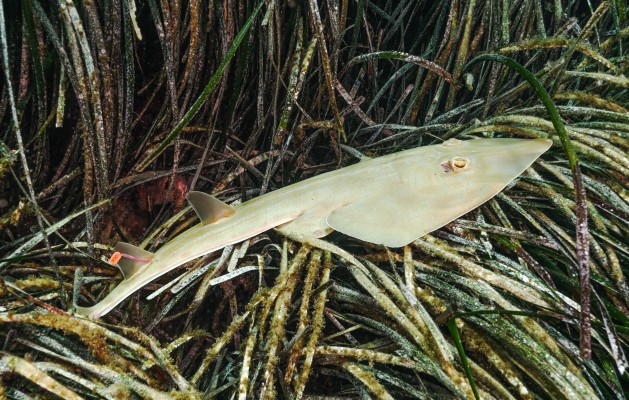 Logran marcar con transmisores acústicos a ejemplares de peces guitarra, en peligro de extinción

