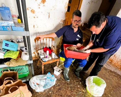 Los veterinarios recomiendan comprobar si los perros están vacunados frente a la Leptospirosis
