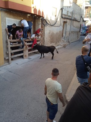 La suelta de la vaca en Torreagüera, un evento único en Murcia, atrae a cientos de visitantes