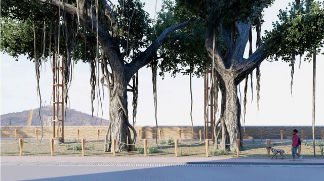 Raíces centenarias: Cartagena protege el emblemático ficus situado junto al campus Muralla del Mar 