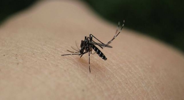 Murcia mantiene a raya los mosquitos con un plan de control intensivo