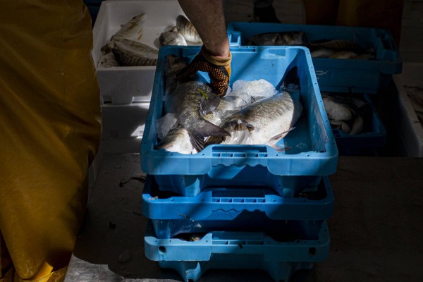 La proliferación de medusas lastra la pesca de dorada en el Mar Menor