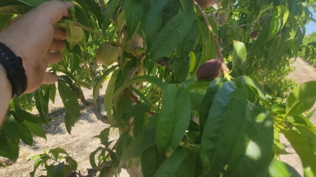 Arranca una precoz campaña de fruta de hueso en la Región con la 