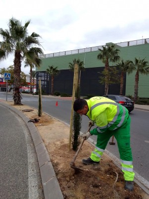 Las medianas de la zona norte de Murcia se ponen 'guapas' con 55 nuevos cipreses