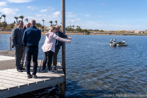 Un centenar de operarios retiran algas y biomasa cada día en las orillas del Mar Menor