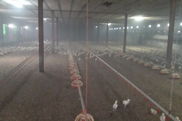 Los bomberos sofocan un incendio en una granja avícola de La Aljorra y evitan la muerte de 12.000 crías de pollo