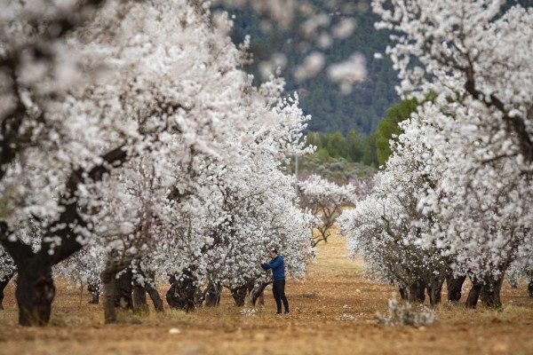 La floración del almendro tiñe Mula de blanco y rosado en un espectáculo cada vez más turístico 