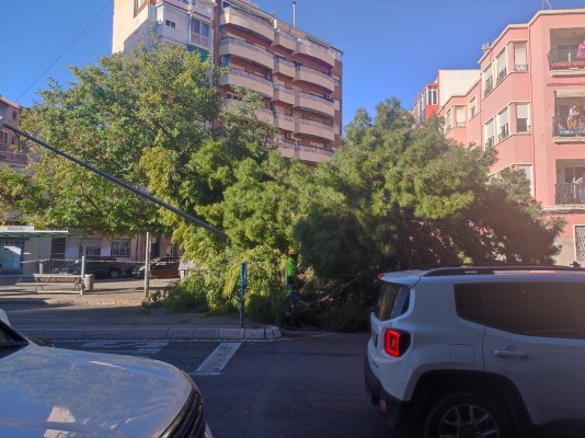 Los efectos del episodio de vientos en Alicante: caída de un árbol en Vázquez de Mella
