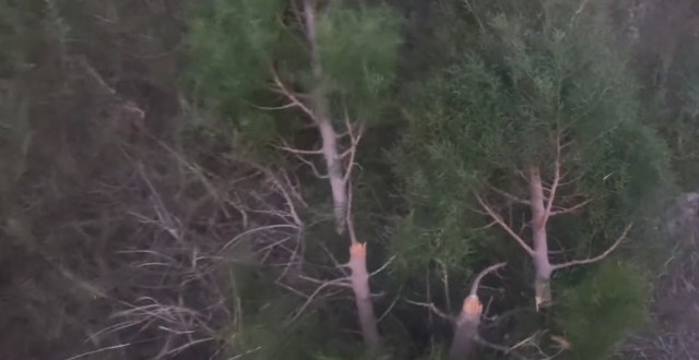 La asociación CreeCT denuncia el 'arboricidio' con decenas de árboles talados en el Cerro de Los Moros