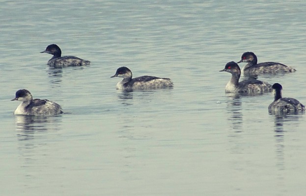 La fauna única del Mar Menor: las cinco especies que puedes encontrar en la laguna

