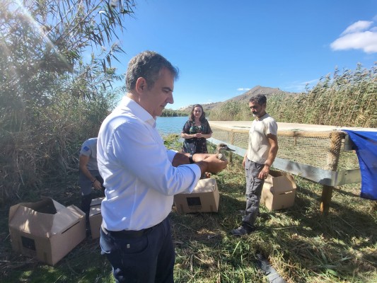 Las lagunas de Las Moreras en Mazarrón se convierten en el hogar de 15 ejemplares más de cerceta pardilla 