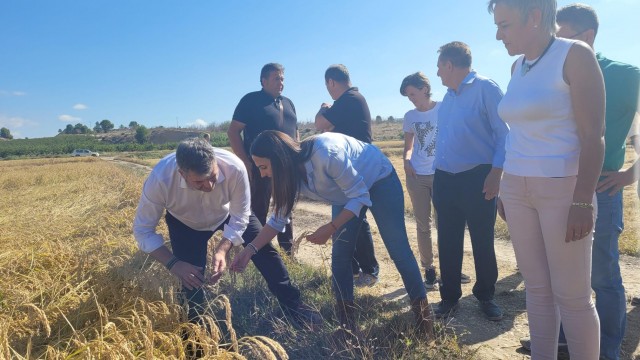 Calasparra producirá tres millones de kilos de arroz DOP en esta campaña