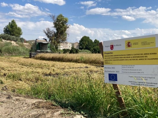 Comienza la siega de arroz en Calasparra