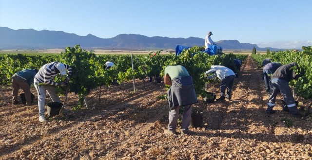 La DOP Jumilla se prepara para una vendimia 