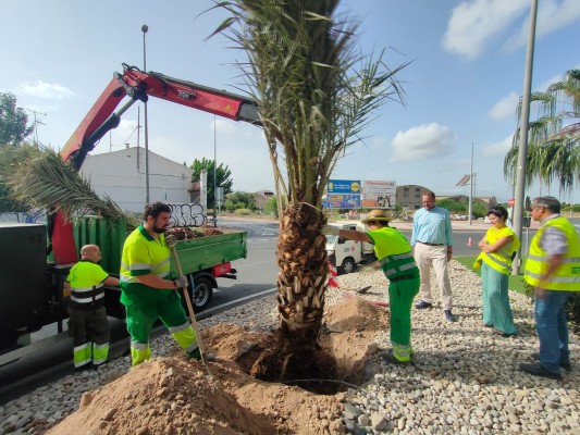 Activada la 'Operación Palmeras': Murcia plantará más de un centenar en rotondas del municipio