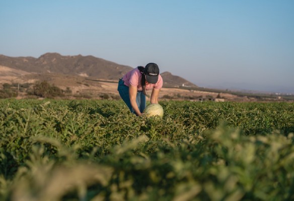 Lidl acerca la fruta de verano de la Región a Europa: adquirirá 200.000 toneladas a productores españoles 