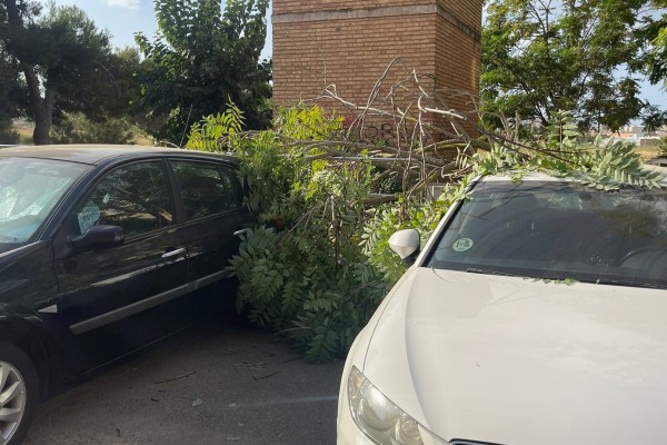 El fuerte viento provoca daños en vehículos al caer ramas en José María Lapuerta
