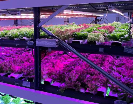 Verti, la agricultura vertical 'made in Murcia' que espera revolucionar el cultivo de lechuga en África