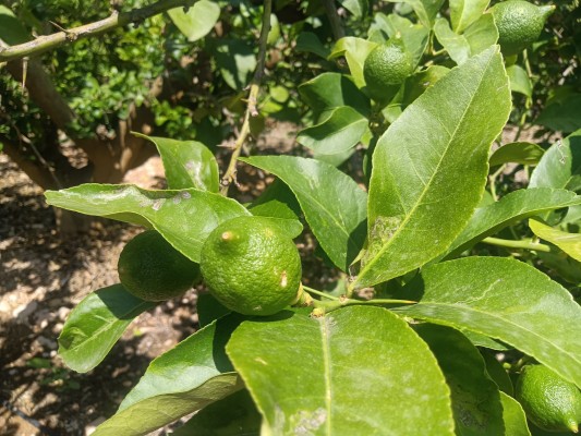 Asaja denuncia el bajo precio del limón frente a los altos costes de producción