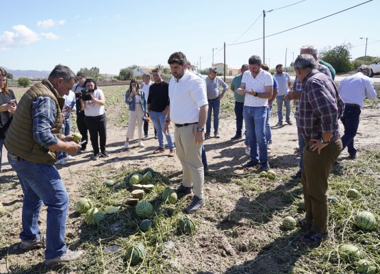 Catástrofe en el campo de Lorca: el granizo arruina la producción de sandía y parte de la del brócoli
