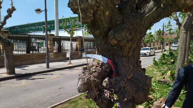 'Cierran mi barrio' denuncia que el arboricidio en Murcia no se frena tras la tala en la Calle Industria