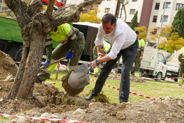 Las obras de movilidad de Murcia acabarán con 300 árboles... y Serrano anuncia que se repondrán 350