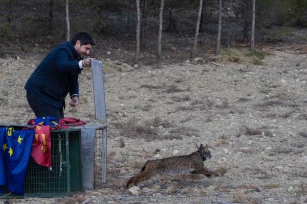 Los tres primeros ejemplares de lince ibérico liberados en la Región ya vuelan libres por Lorca