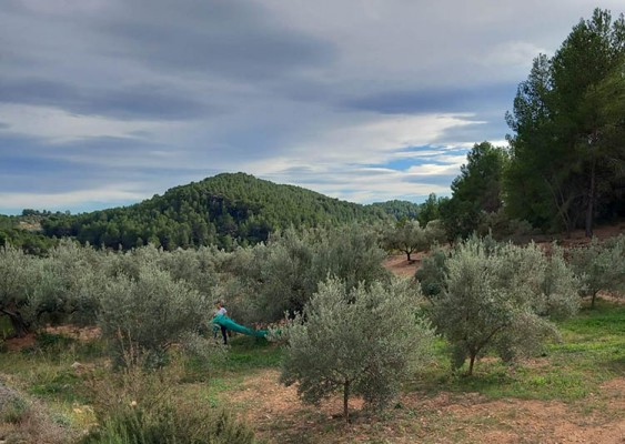 Almedíjar recupera la esencia del territorio y activa el desarrollo rural con la producción de AOVE
