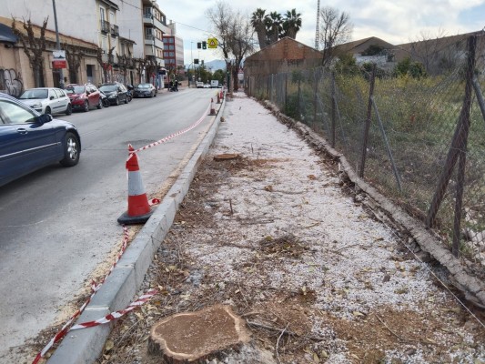 La tala de árboles para las obras de una acera enciende más a los vecinos de Espinardo