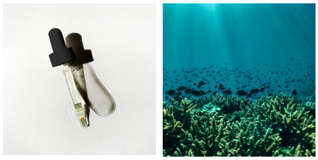 Notas de Mar, una propuesta alicantina de cosmética natural basada en aceites esenciales
