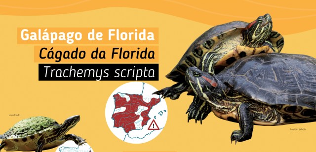 Cómo una inofensiva tortuga se transformó en una amenaza: '¡Cuidado! Invasoras Acuáticas' llega a Murcia