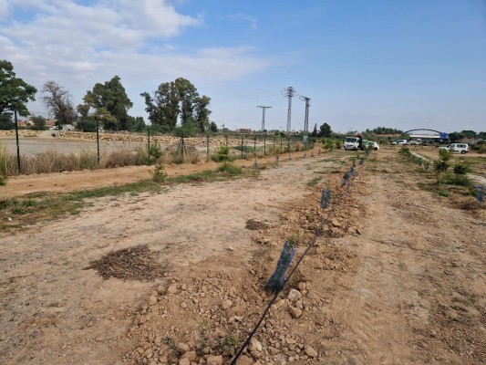La urbanización murciana de Montevida suma 3.000 árboles y 20.000 lentiscos