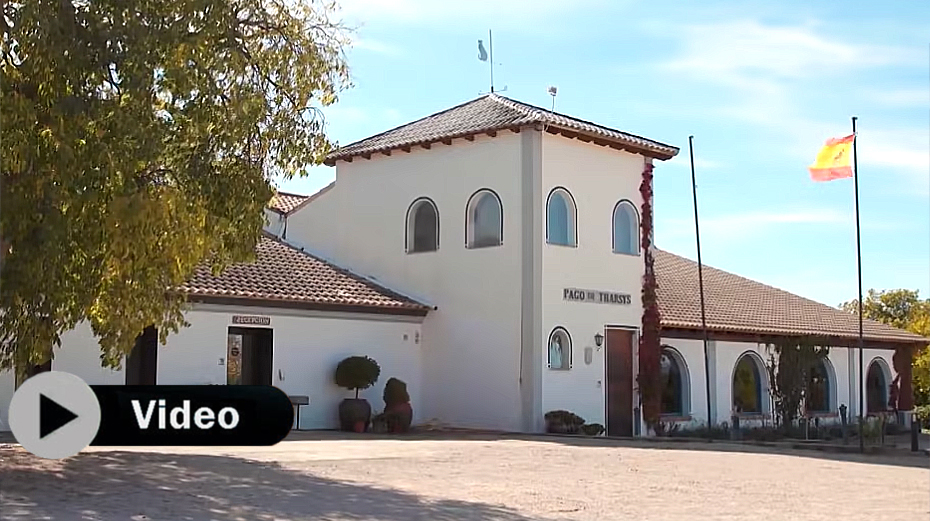 Pago de Tharsys cumple 20 años llenos de ilusión, trabajo y honestidad