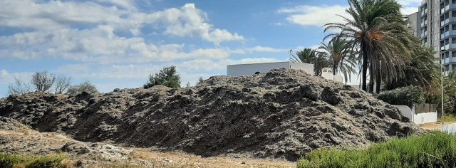 Los vecinos de La Manga Norte estallan por las montañas de algas en sus playas: 