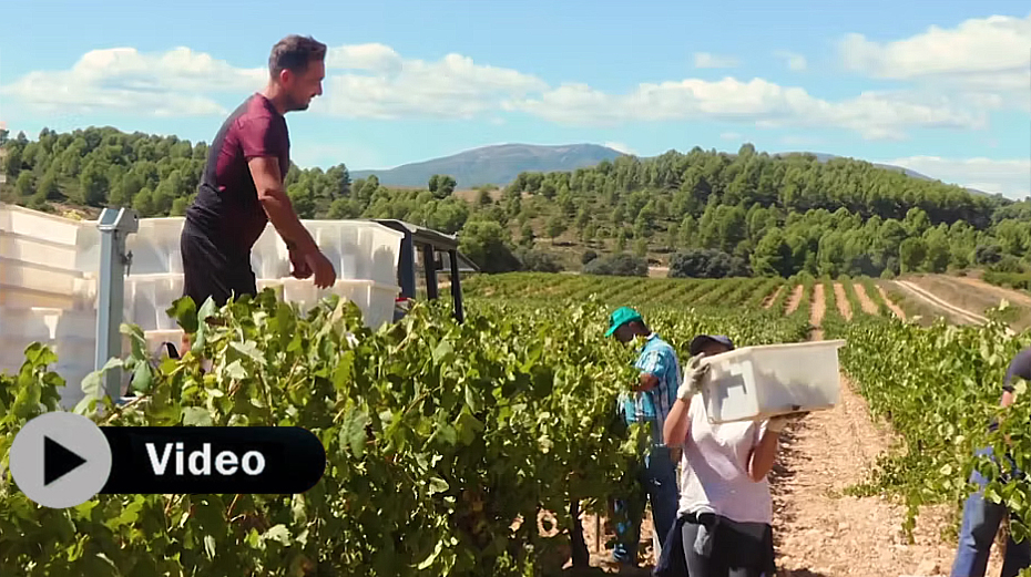 Vendimia: el momento de acertar en la toma de decisiones