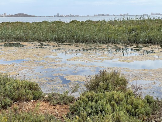 La suciedad de la rambla de la Carrasquilla aumenta la sensación de abandono en Los Nietos