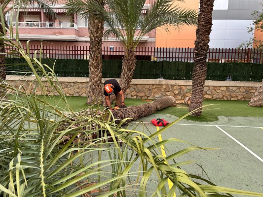 Elche destinará 165.000 euros a reponer palmeras de los colegios Unesco y renaturalizará los patios