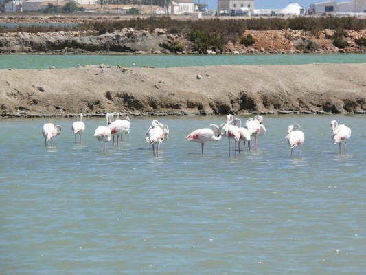 Estos son los tesoros que siguen haciendo del Mar Menor un paraíso 
