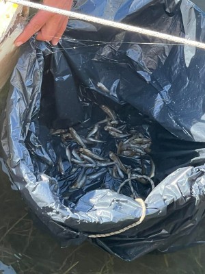 La aparición de decenas de peces muertos en el Mar Menor apunta a un nuevo desastre en la laguna