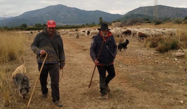 L'últim reducte de vida nòmada: La transhumància a Castelló mira als seus reptes de futur  