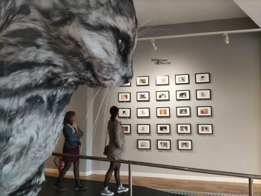 ¿Pero qué locura gatuna es esta? Los gatos se hacen los amos en Two Art Gallery