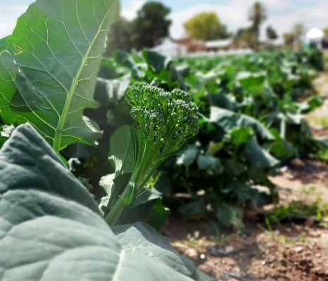 Bimi, el exótico vegetal que ya se hace hueco en la huerta de Murcia: genera empleo para 2.000 familias